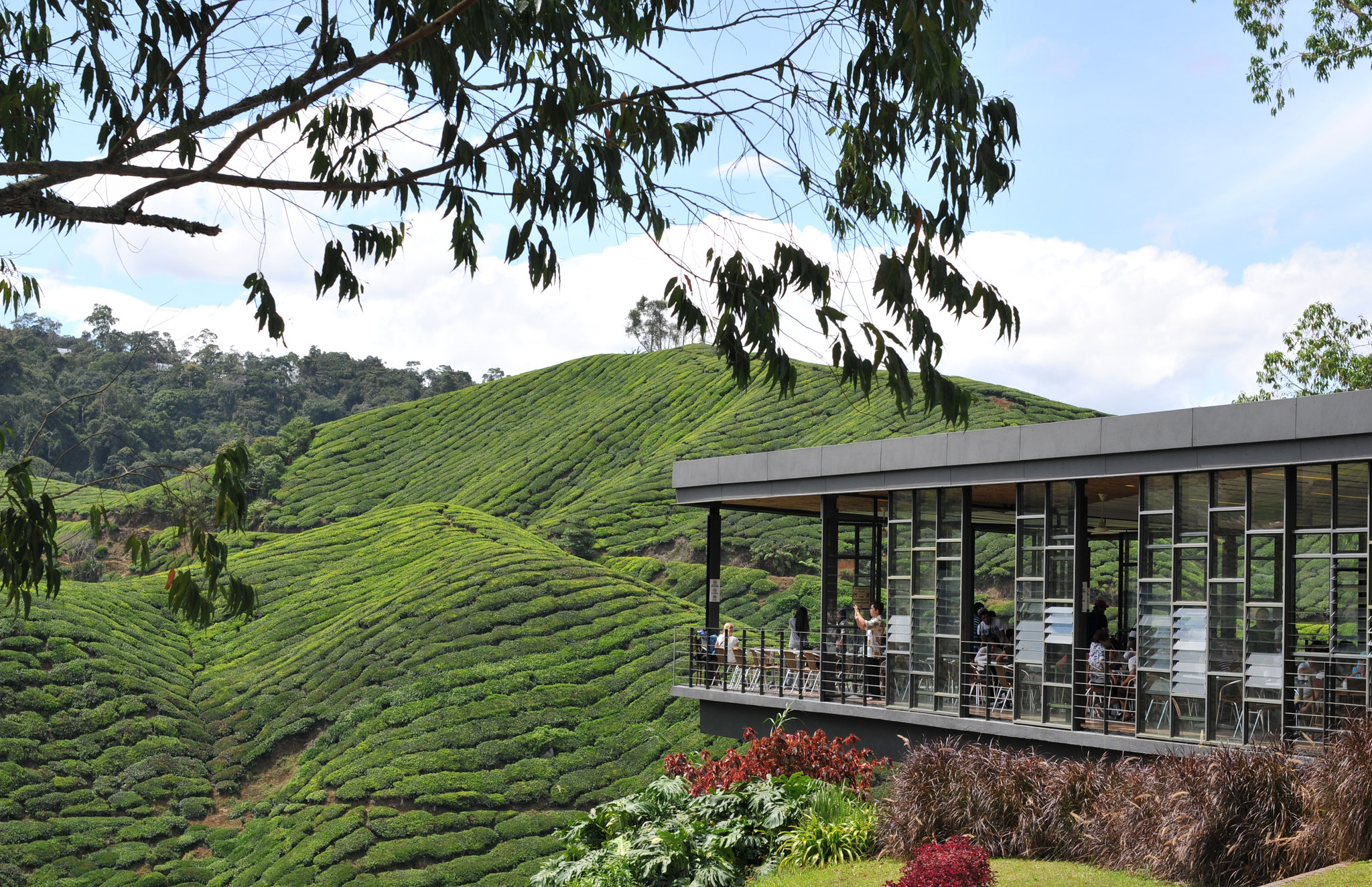 Cameron Highland, Pahang